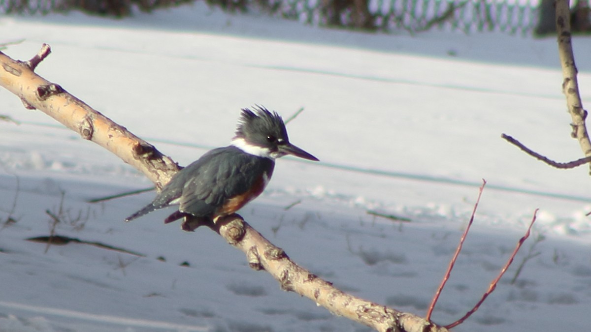 Belted Kingfisher - ML613658222