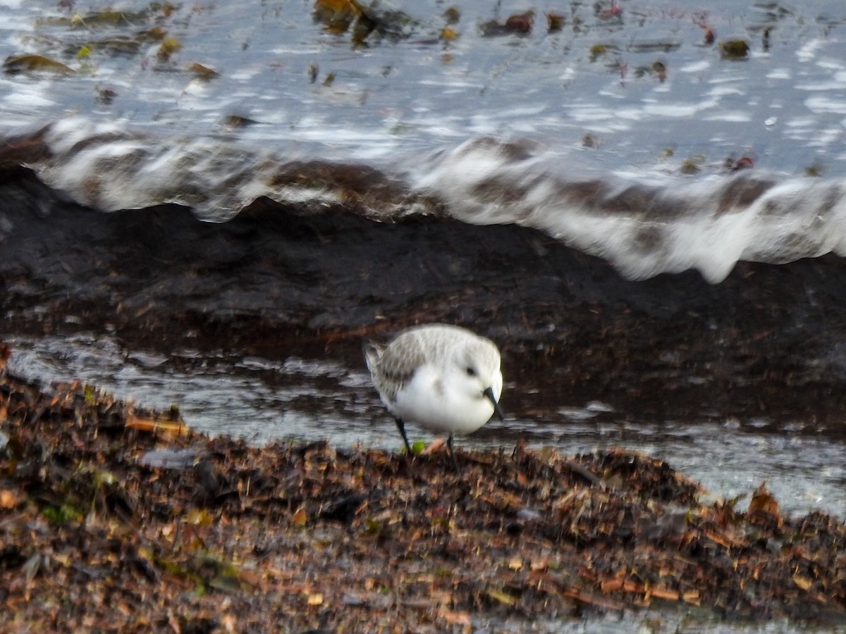 Sanderling - ML613658262