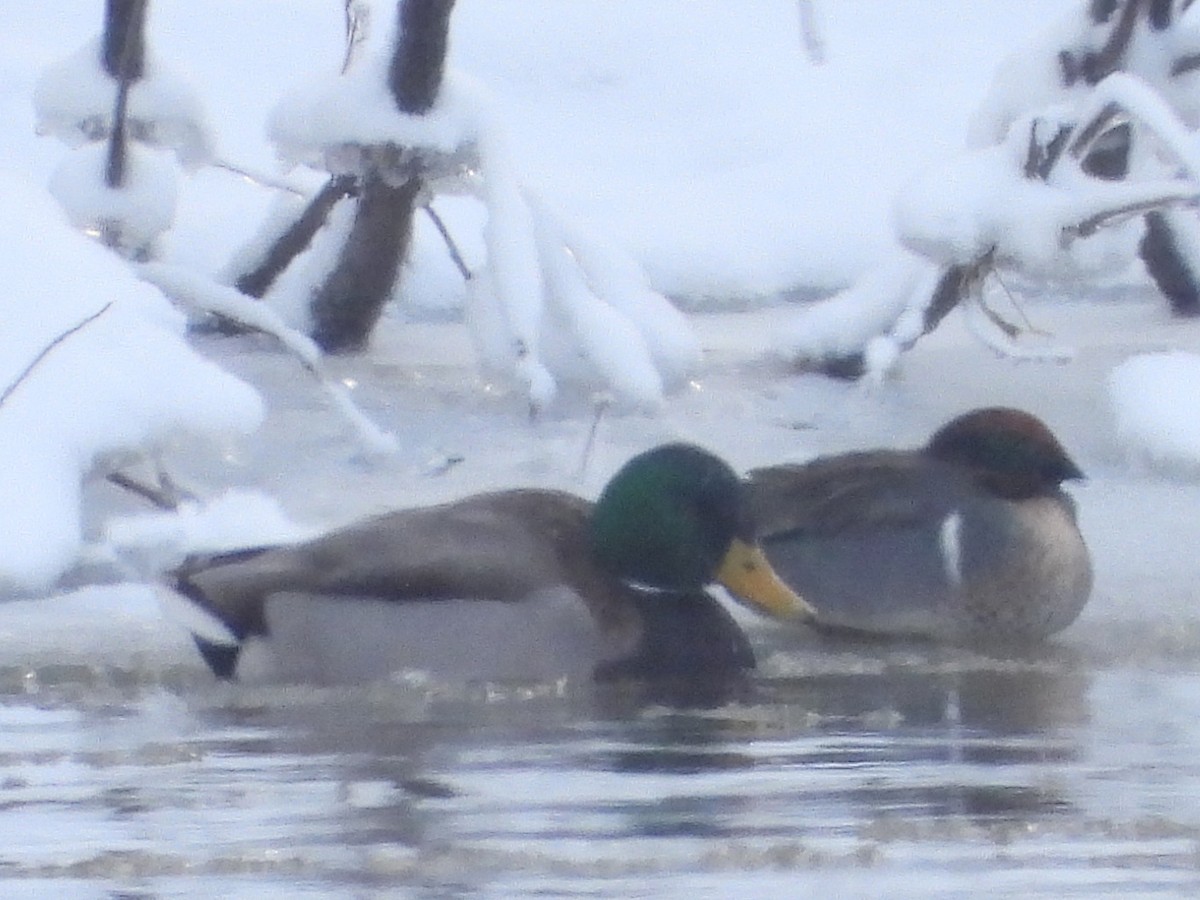 Green-winged Teal - ML613658274