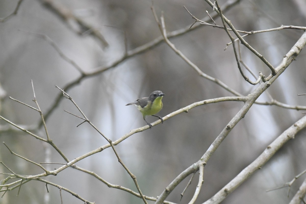 Golden-bellied Gerygone - ML613658296