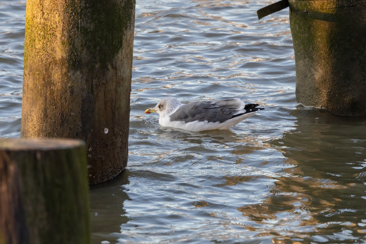 Lesser Black-backed Gull - ML613658345