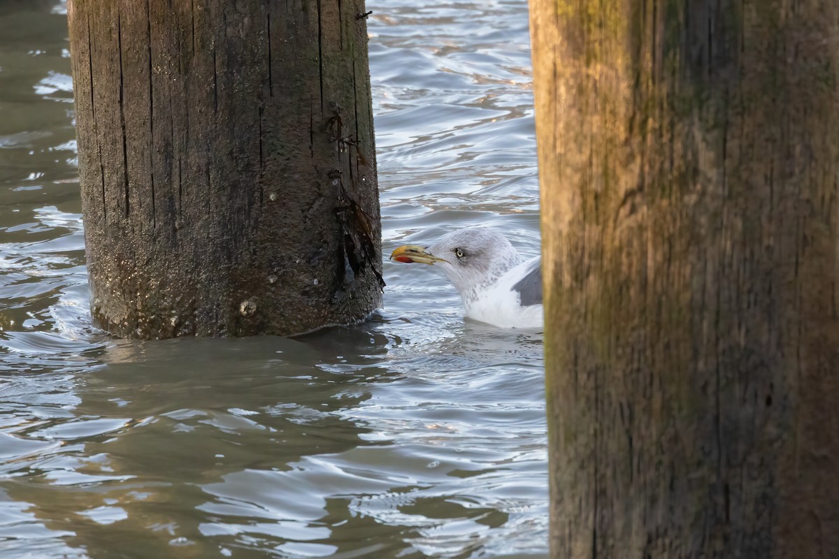 Lesser Black-backed Gull - ML613658347