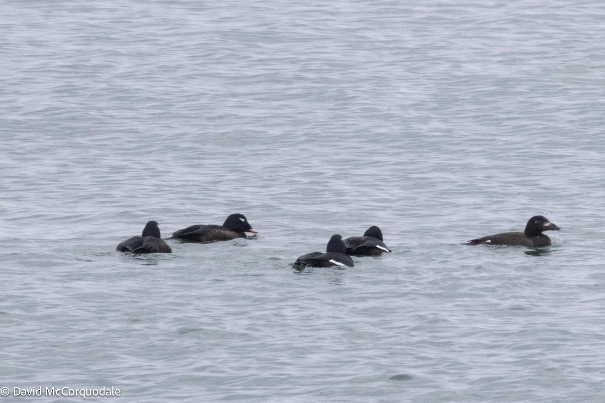 White-winged Scoter - ML613658372