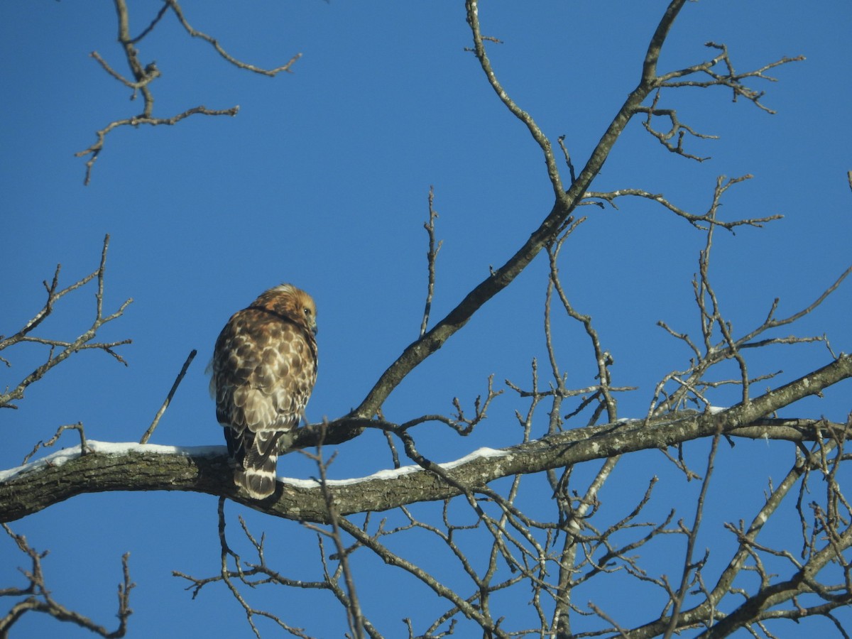 Red-shouldered Hawk - ML613658384