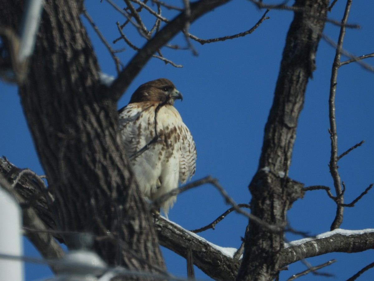 Red-tailed Hawk - ML613658400