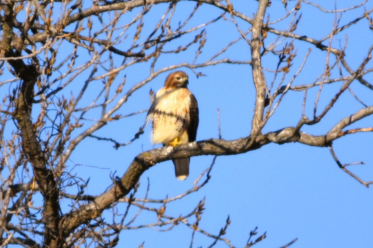 Red-tailed Hawk - Mark Greene