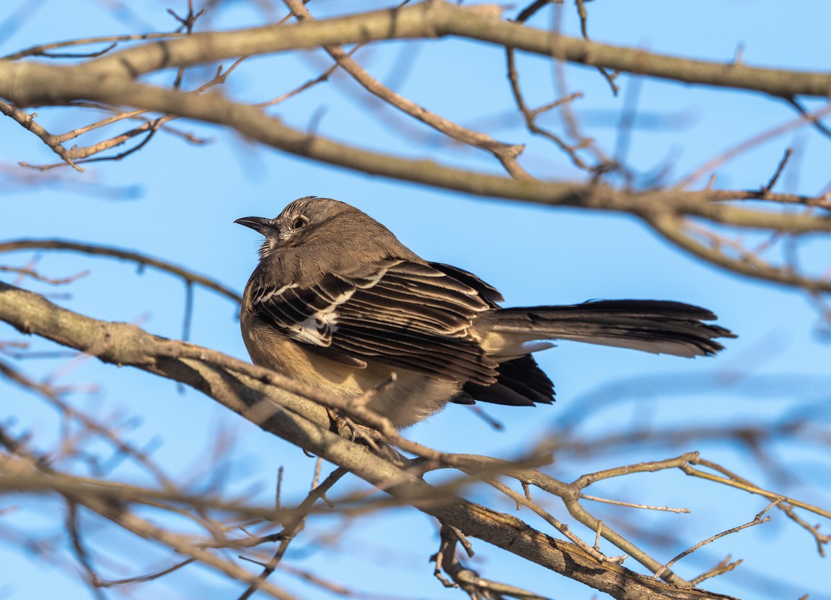 Northern Mockingbird - ML613658475