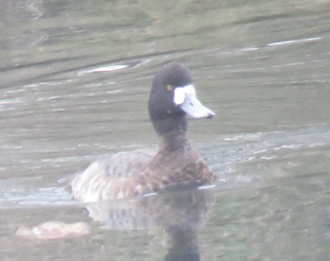 Greater Scaup - Richard  Barth