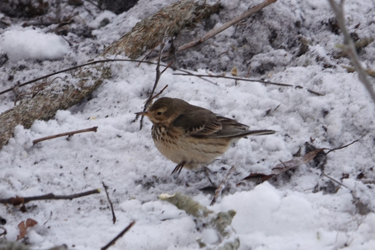 American Pipit - ML613658498