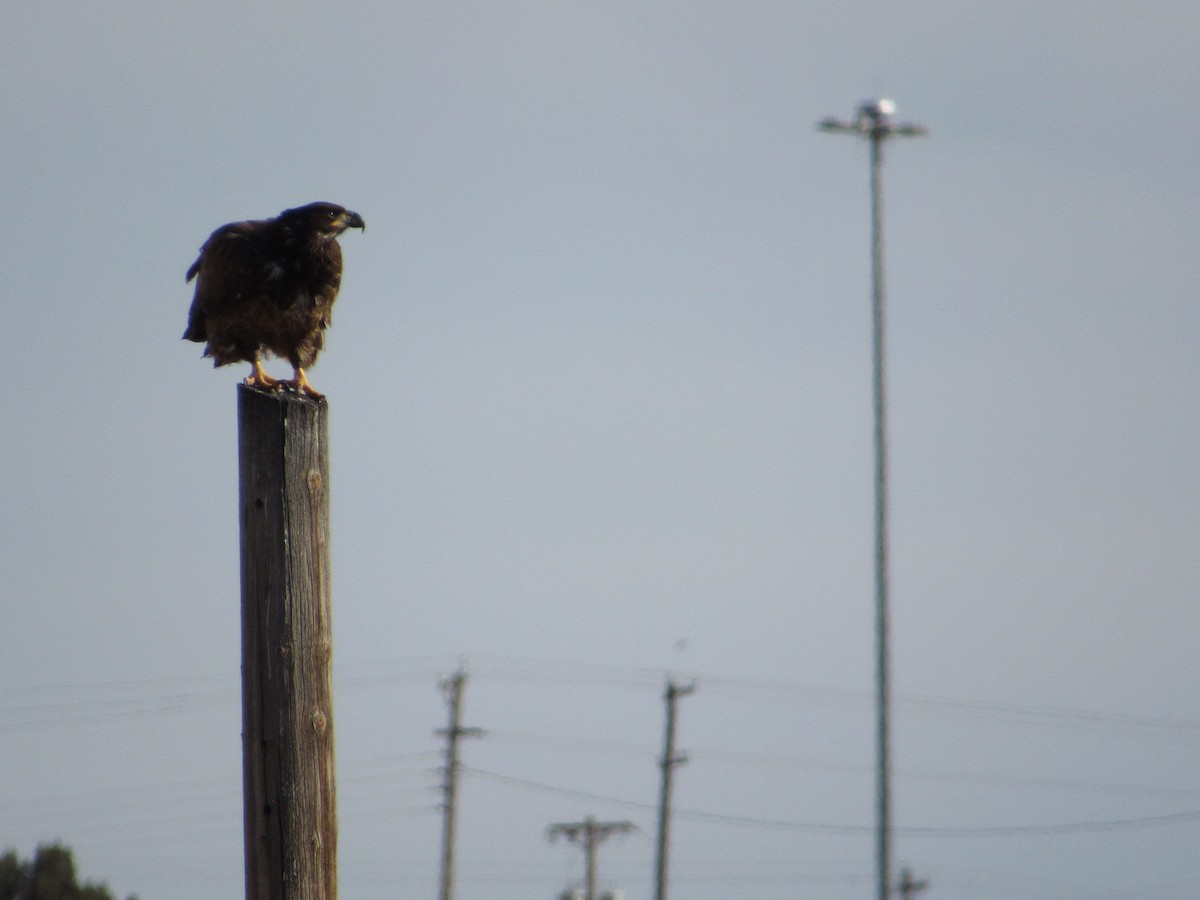 Weißkopf-Seeadler - ML613658507