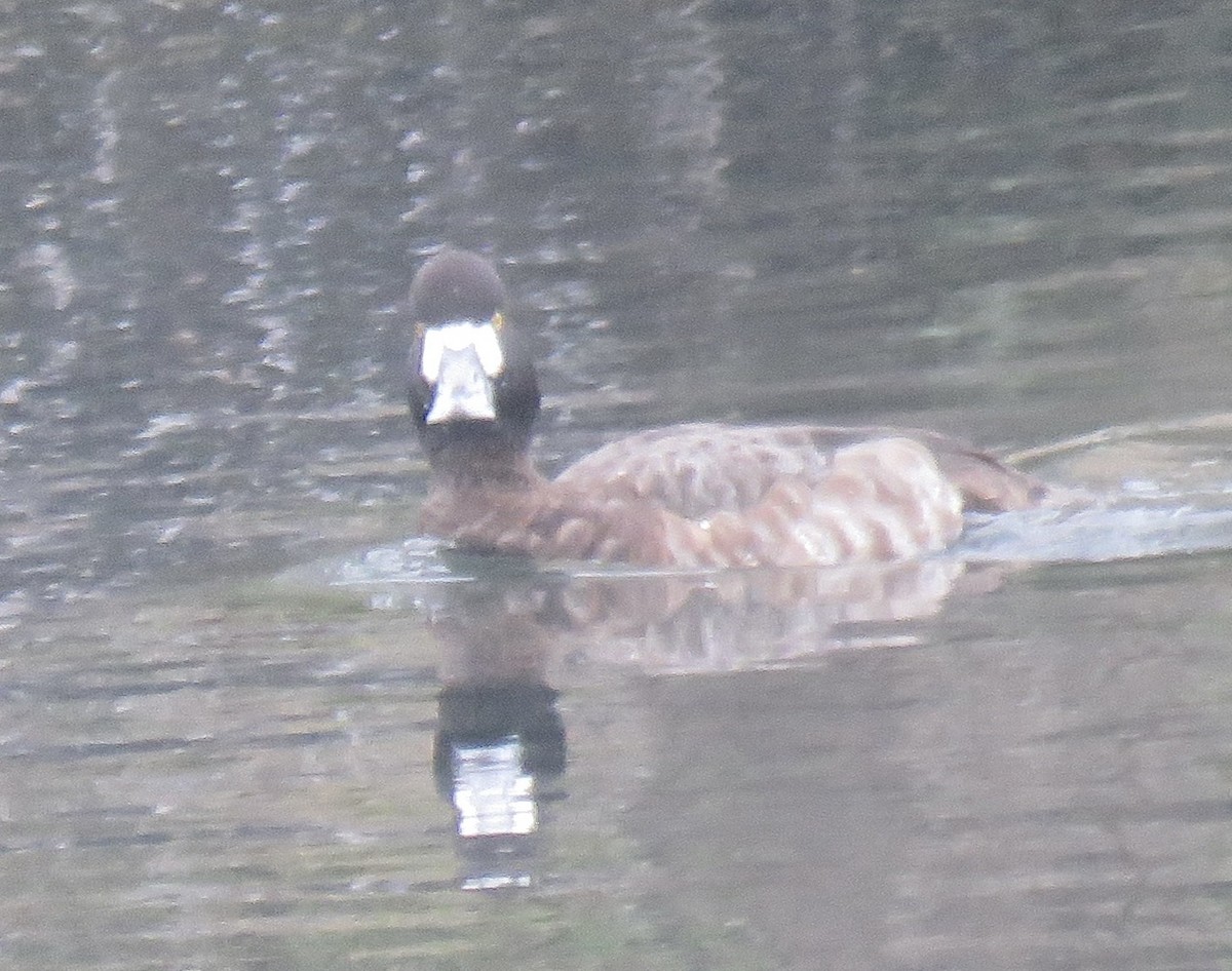 Greater Scaup - ML613658514