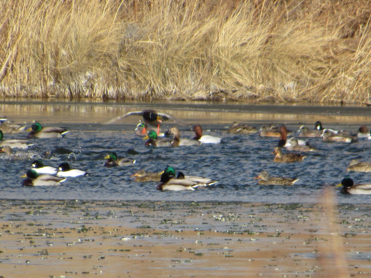 Canvasback - ML613658537