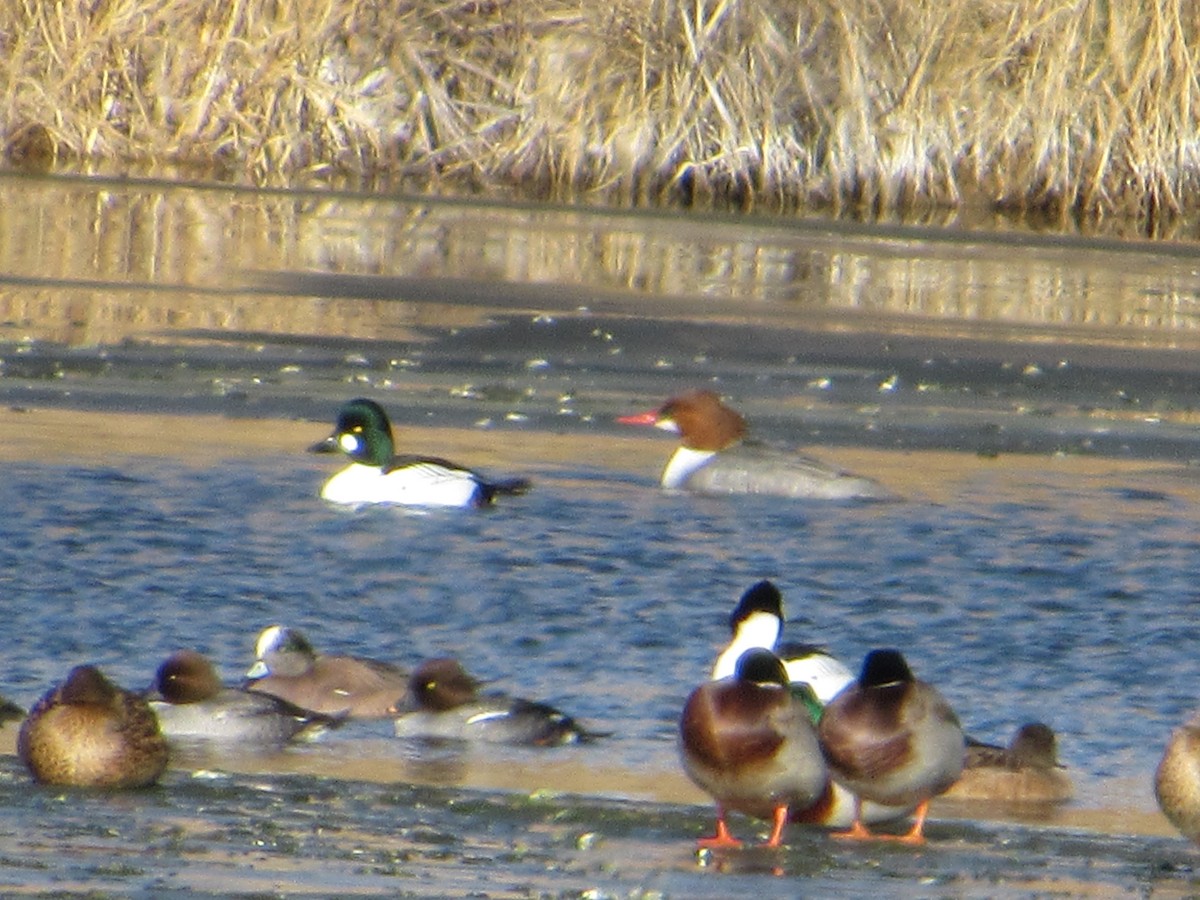 Common Merganser - ML613658568