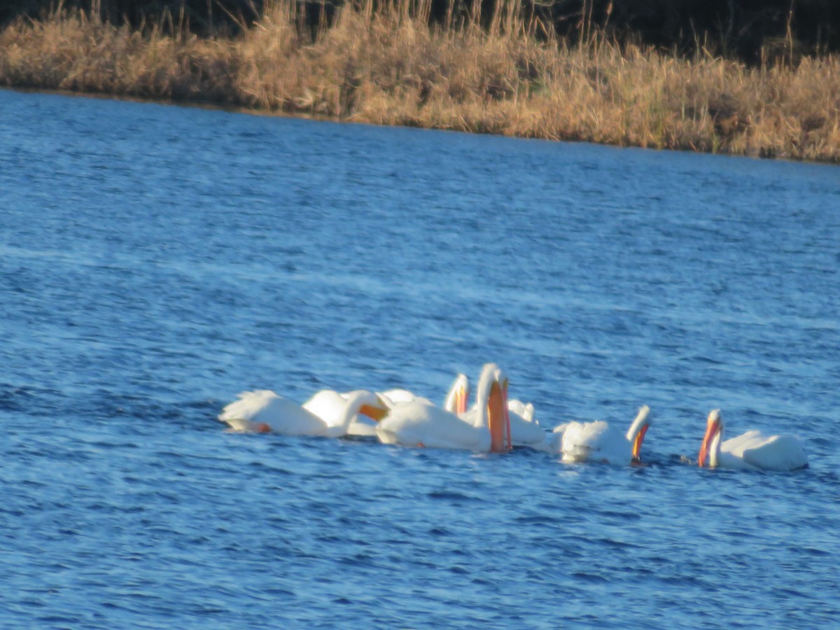 American White Pelican - ML613658586