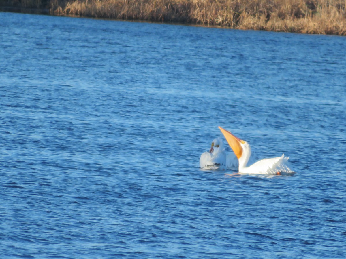 American White Pelican - ML613658609