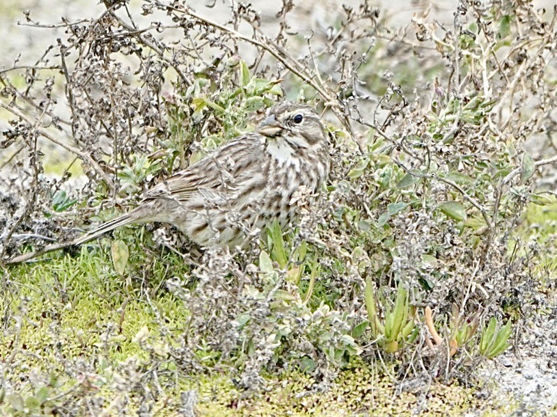 Savannah Sparrow (Large-billed) - Brian Daniels