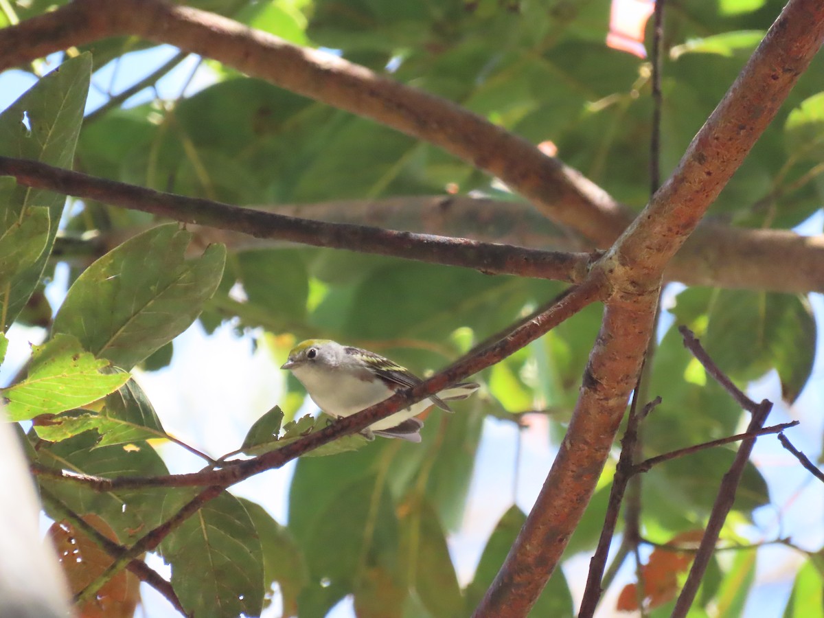 Chestnut-sided Warbler - ML613658736