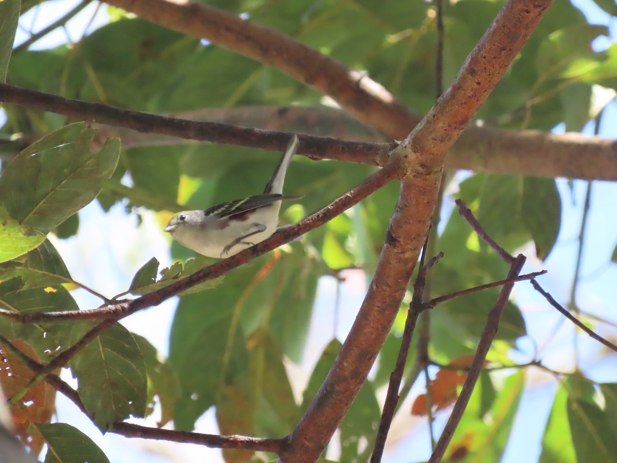 Chestnut-sided Warbler - ML613658737