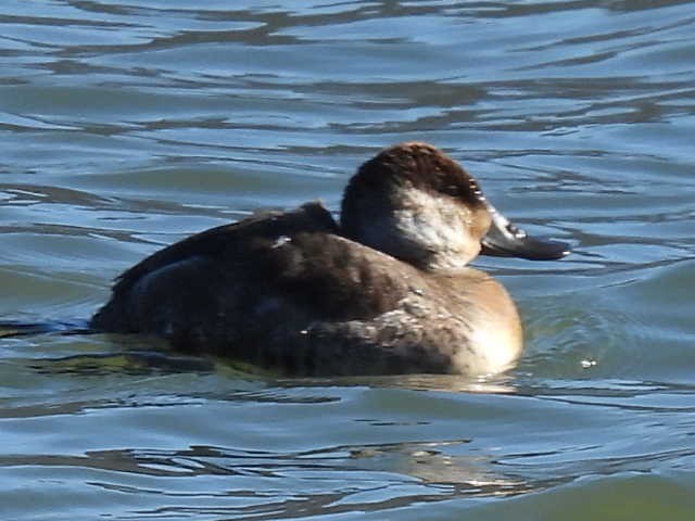 Ruddy Duck - ML613658809