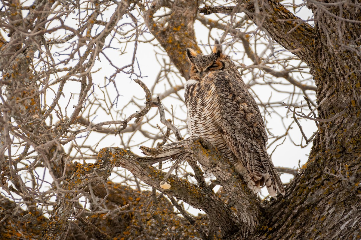 Great Horned Owl - Andrew Standfield