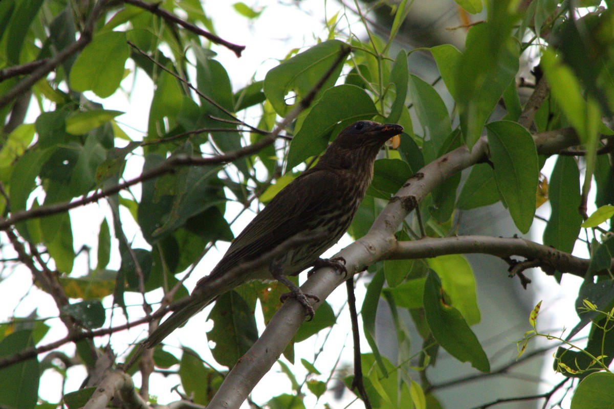 Australasian Figbird - ML613658908