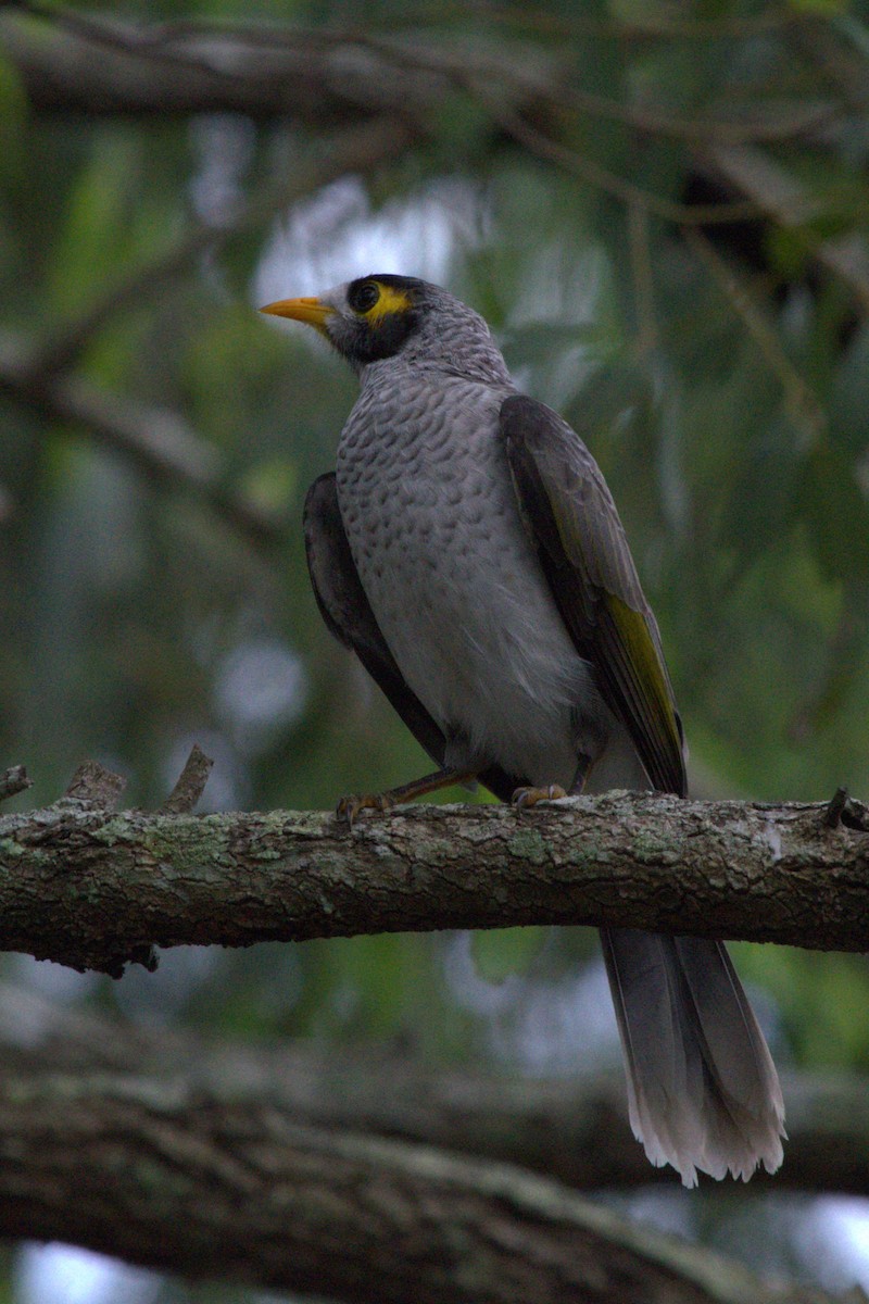 Noisy Miner - ML613658913