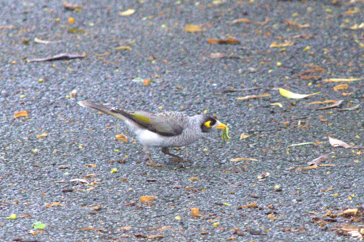 Noisy Miner - ML613658914