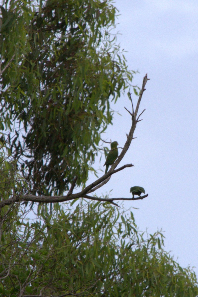 Scaly-breasted Lorikeet - ML613658923