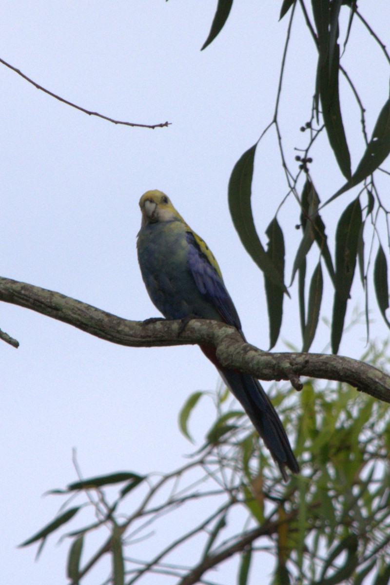 Pale-headed Rosella - ML613658935