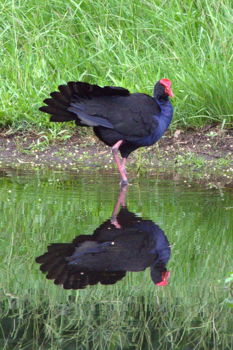 Australasian Swamphen - ML613658957