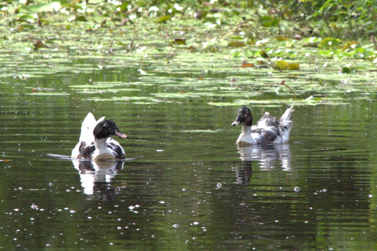 Muscovy Duck x Mallard (hybrid) - ML613658965