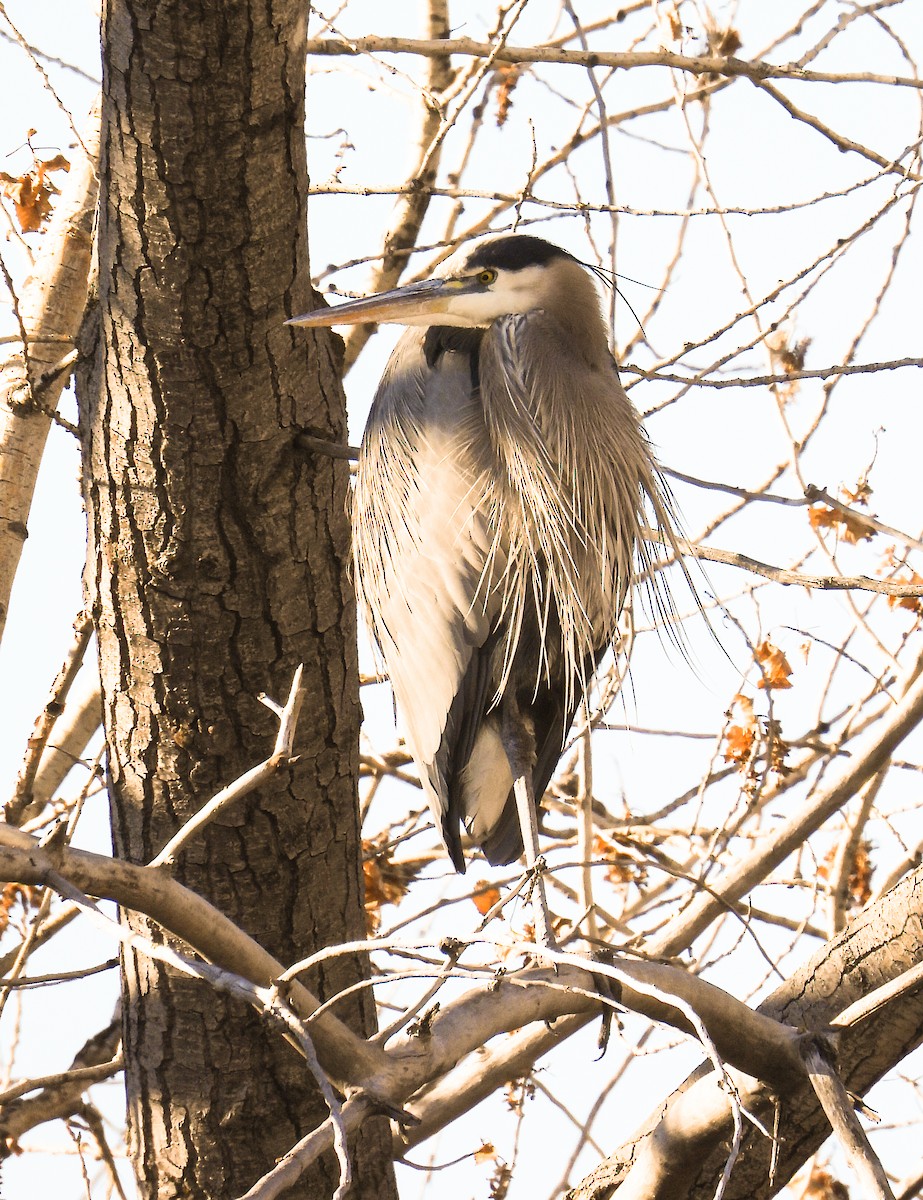 Great Blue Heron - ML613659021