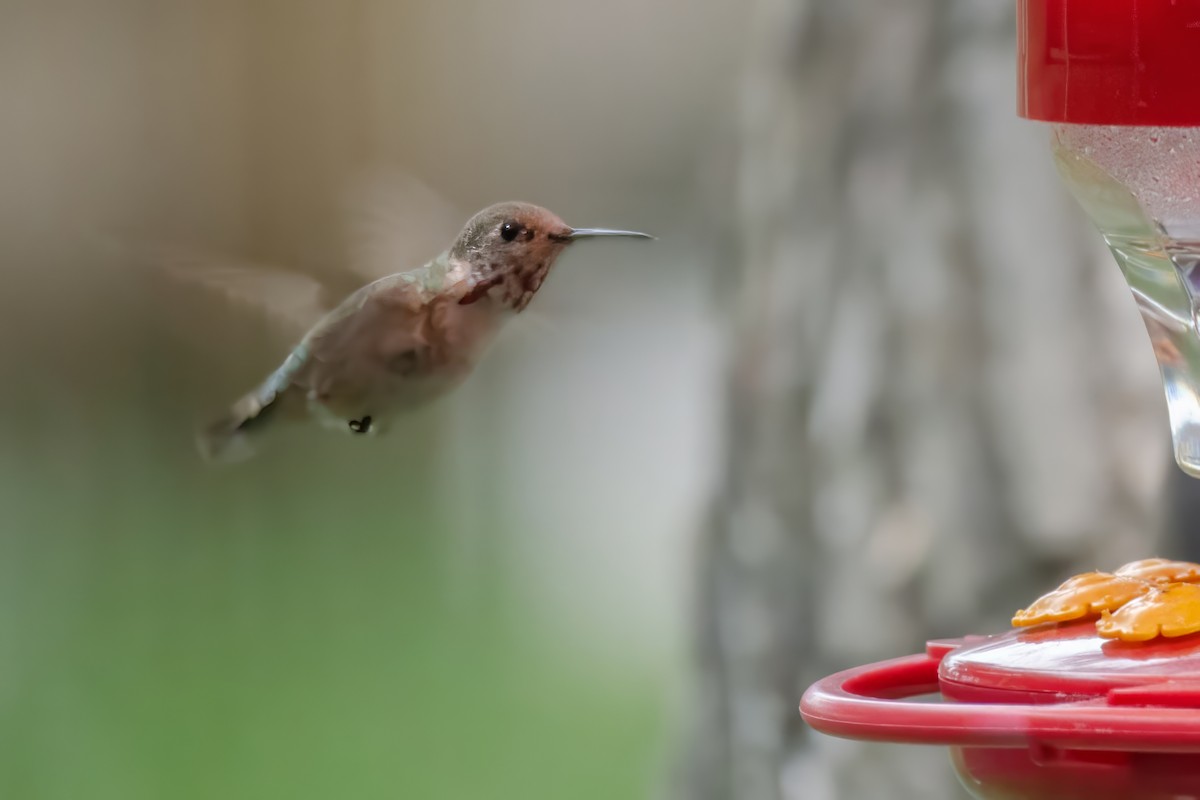 Calliope Hummingbird - ML613659025