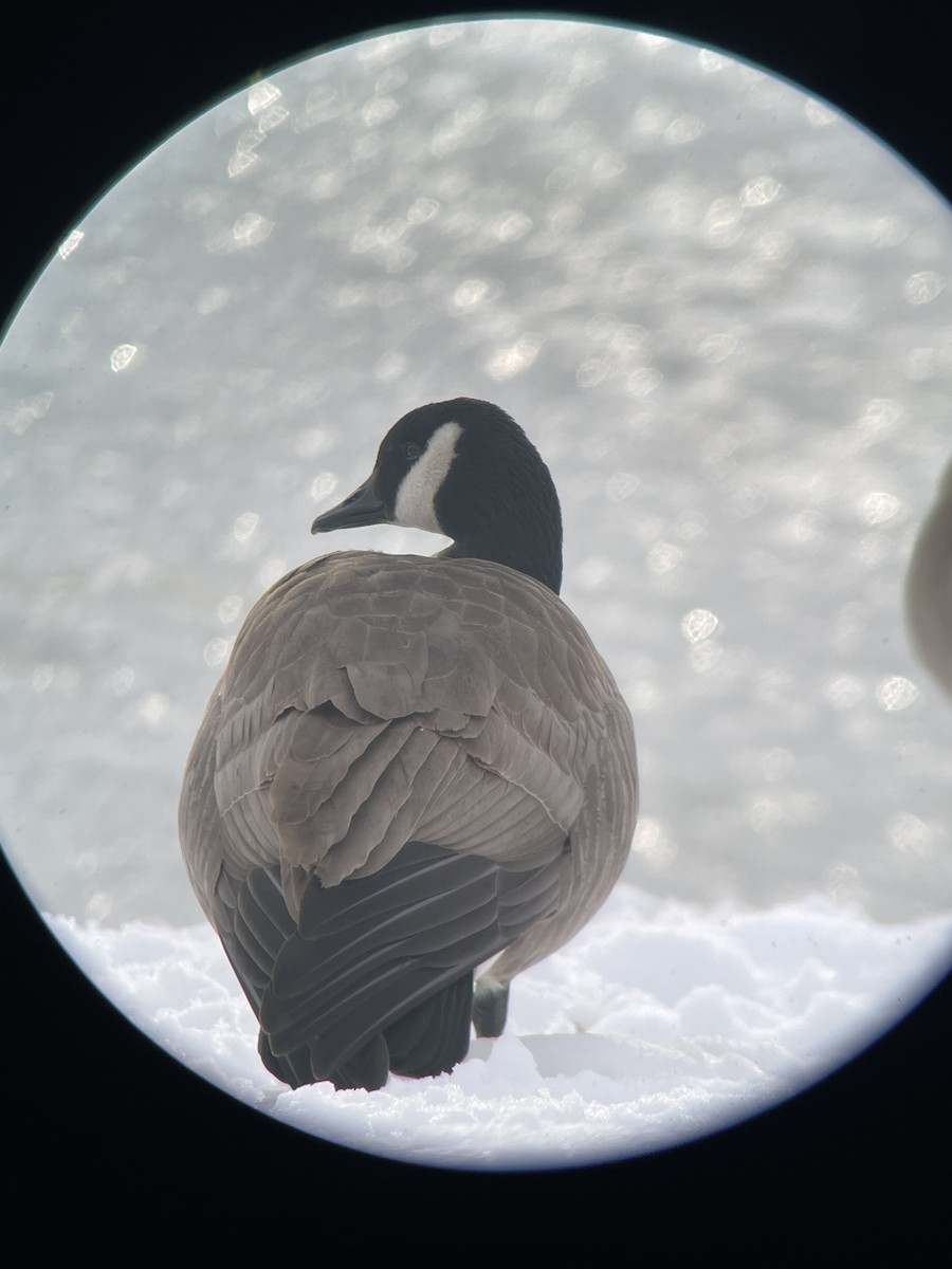 Cackling/Canada Goose - Clementine Rane