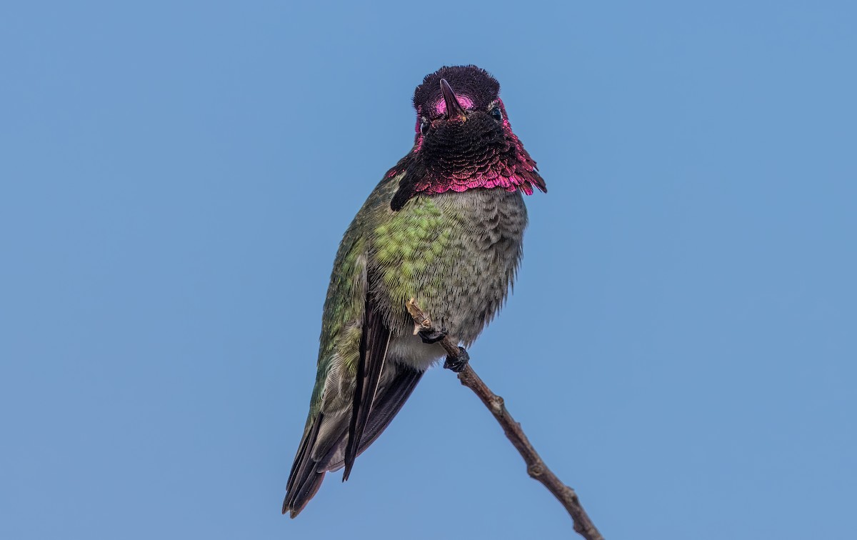 Anna's Hummingbird - ML613659149