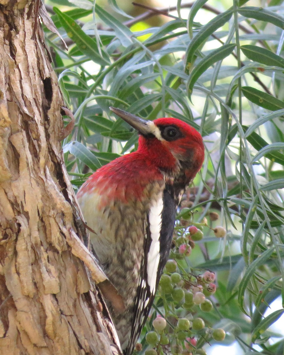 Red-breasted Sapsucker - ML613659282