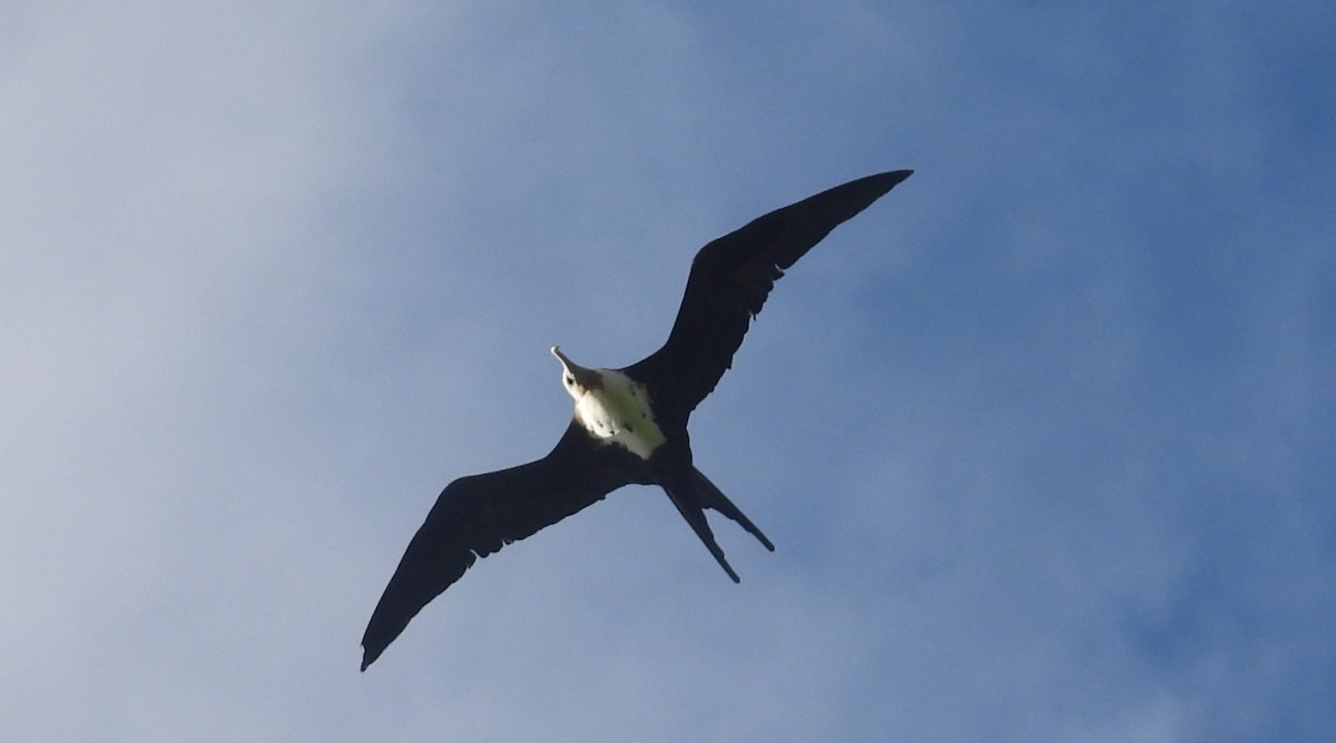 Great Frigatebird - ML613659331