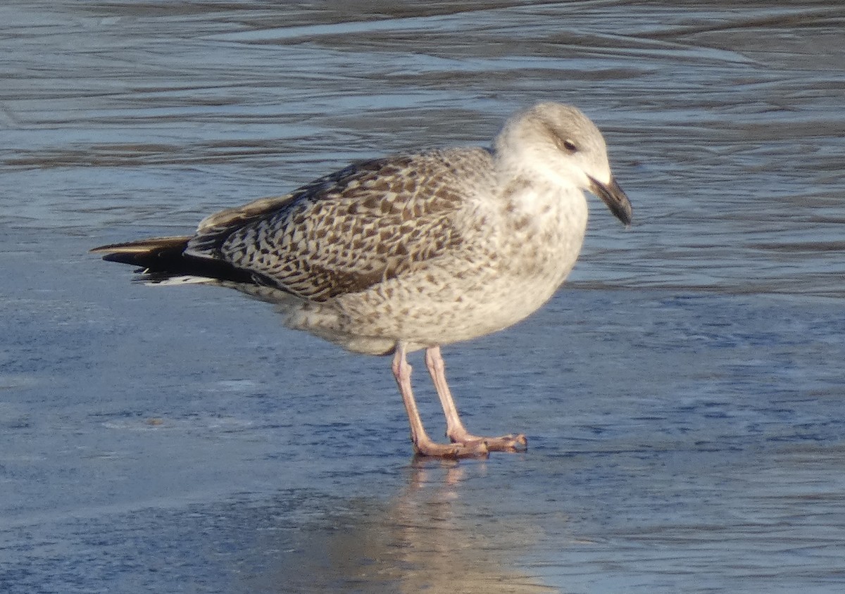 Great Black-backed Gull - ML613659334