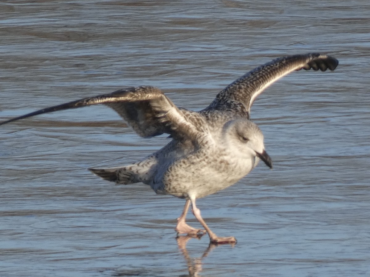 Great Black-backed Gull - ML613659350