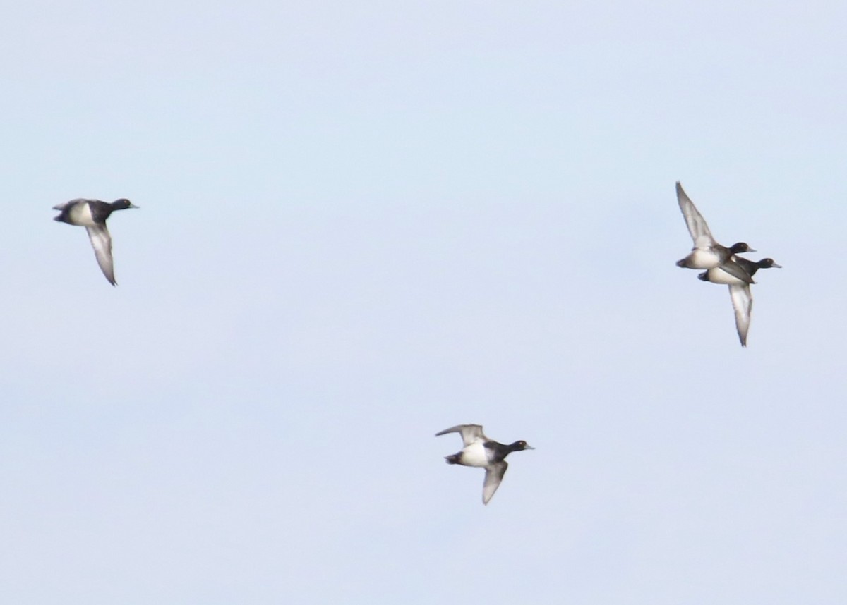 Lesser Scaup - James Kerner