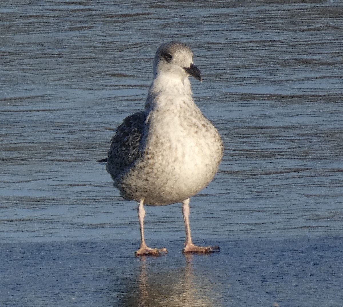 Great Black-backed Gull - ML613659366