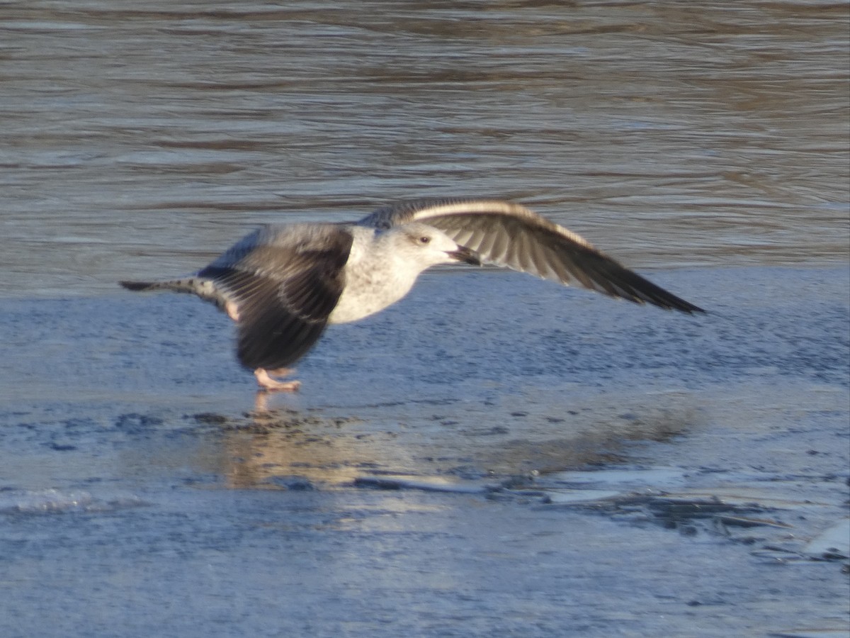 Great Black-backed Gull - Darrell Hance