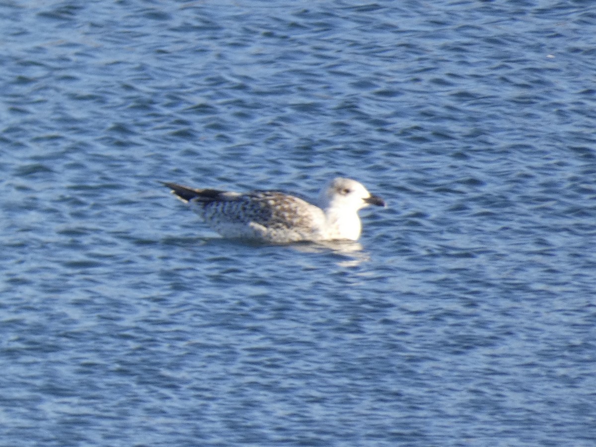 Great Black-backed Gull - ML613659388