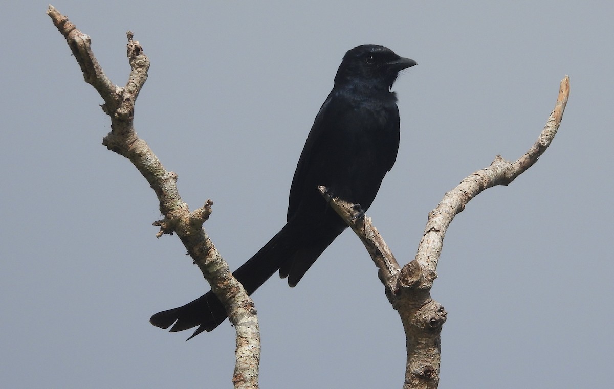 Black Drongo - ML613659391