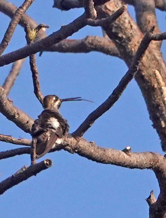 Colibrí Pochotero - ML613659393