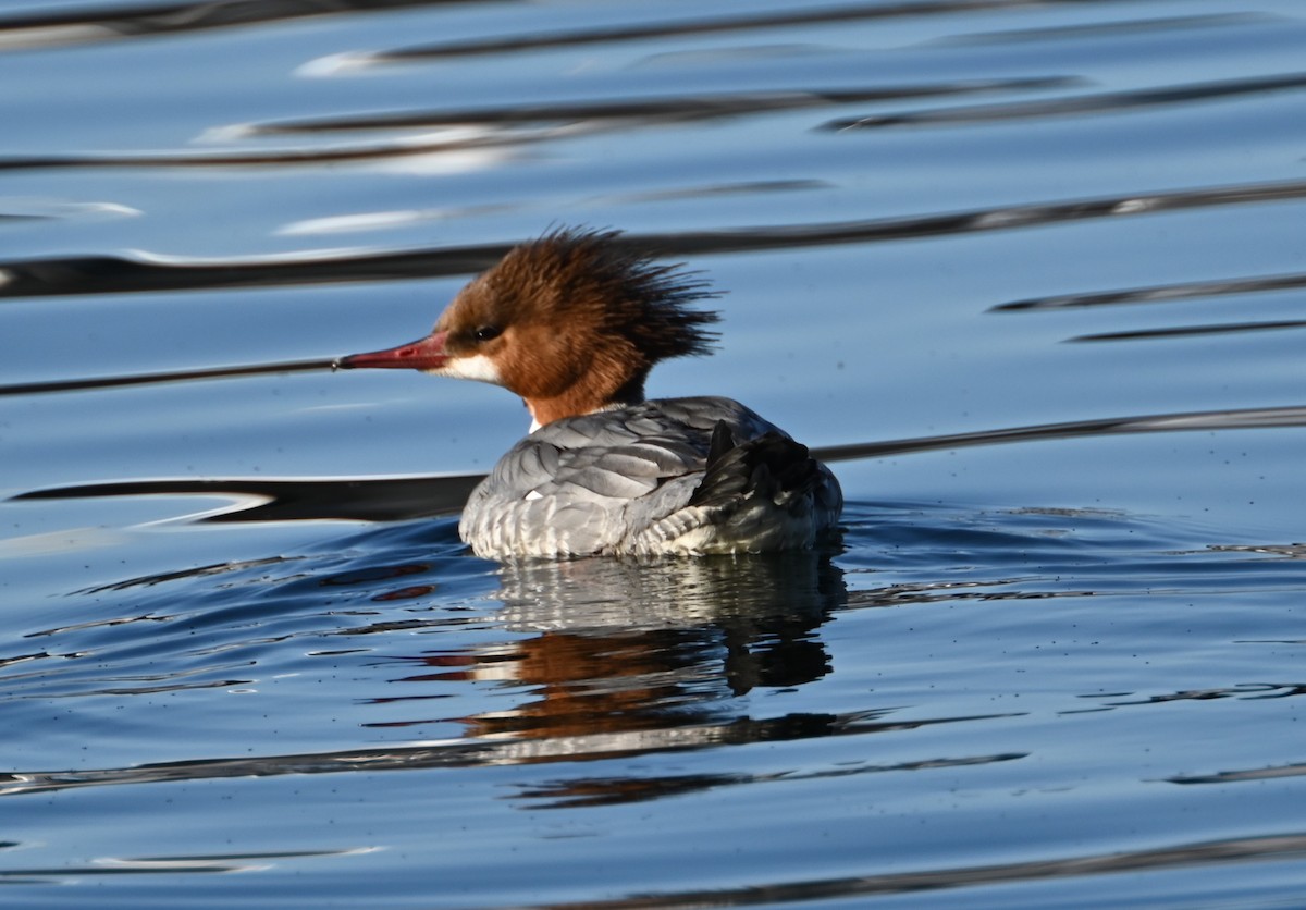 Common Merganser - ML613659403