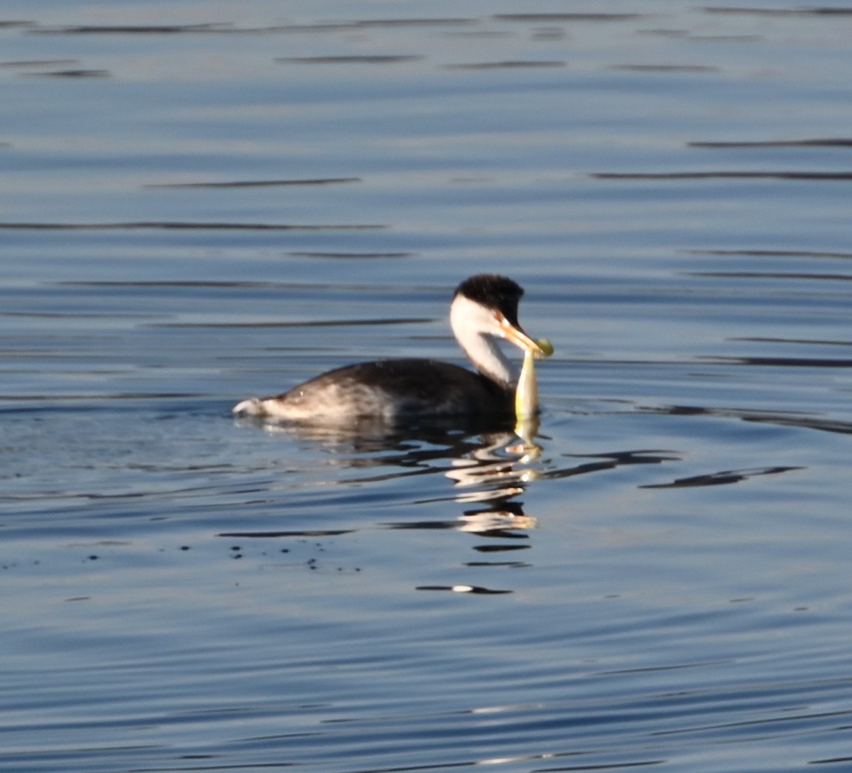 Clark's Grebe - Bonda Sek