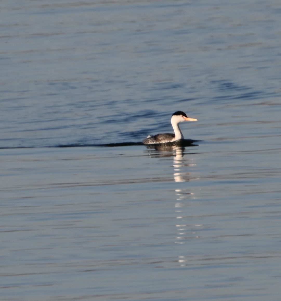 Clark's Grebe - Bonda Sek