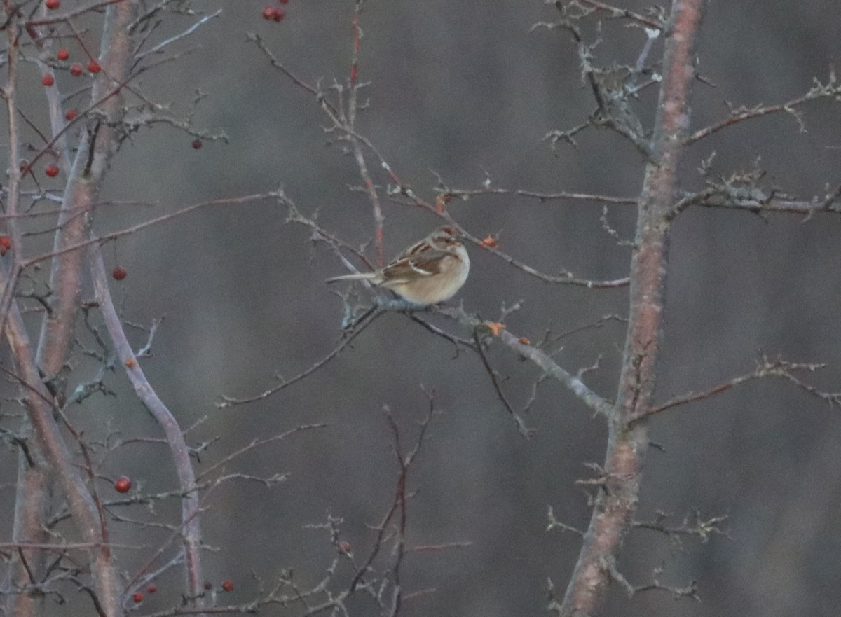 American Tree Sparrow - ML613659474