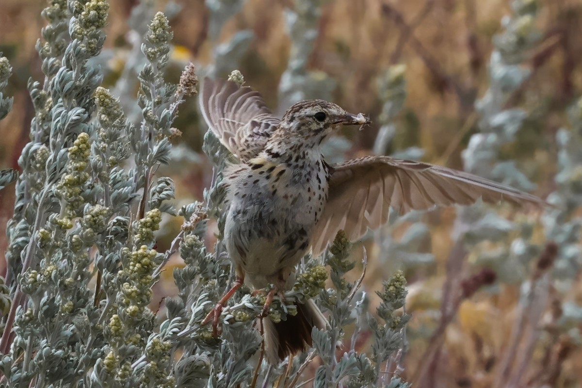 Correndera Pipit - ML613659514